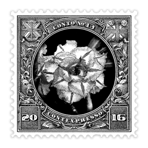 013_rosa_do_deserto_v2026_400px